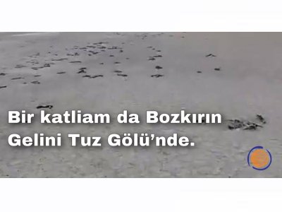 Bir Katliam da Bozkırın Gelini Tuz Gölü`nde